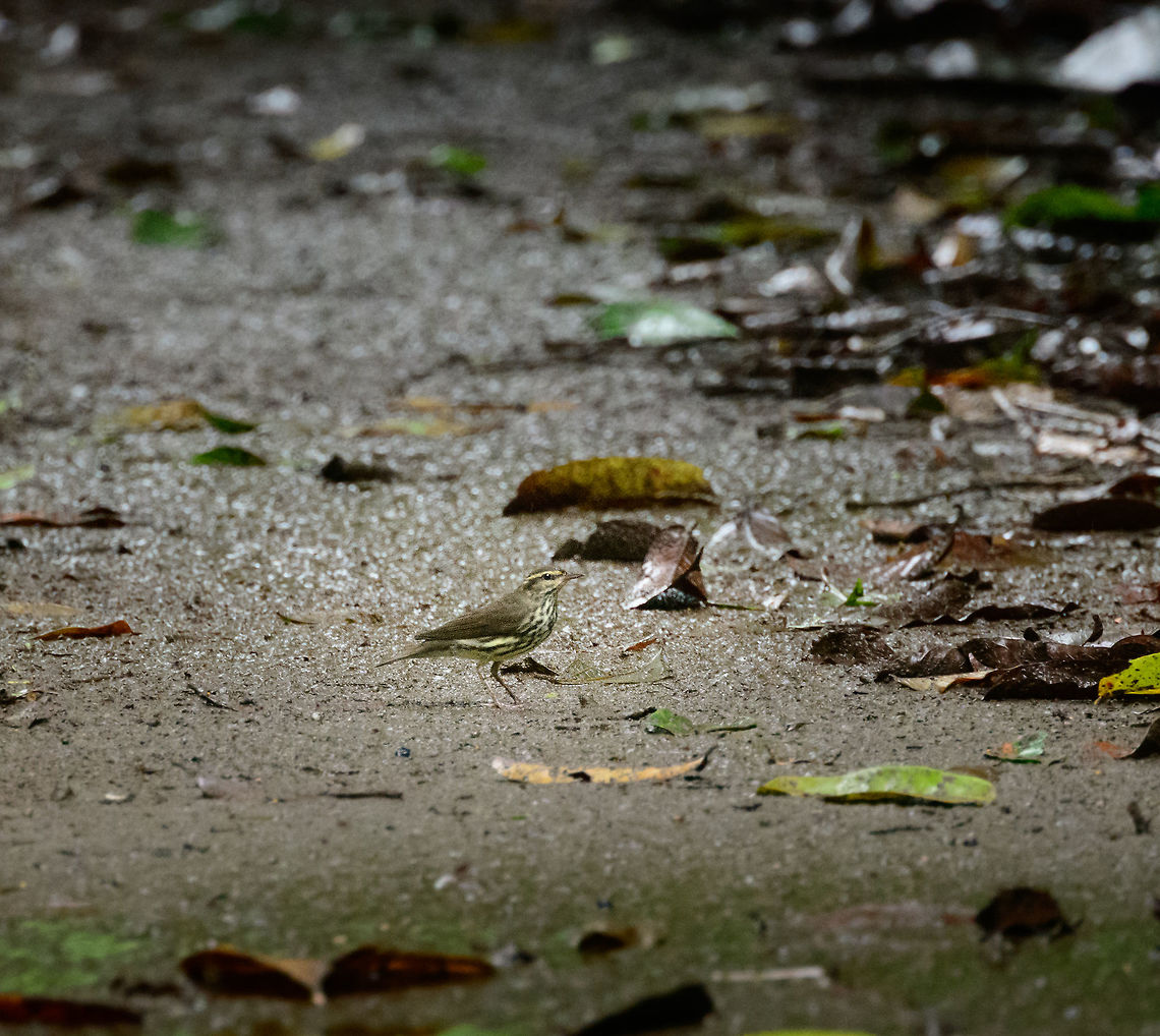 Northern waterthrush, Bahia Solano, Colombia  Bahia Solano,Bah&iacute;a Solano,Choco,Choc&oacute;,Colombia,Colombia Choco & Pacific region,Northern waterthrush,Parkesia noveboracensis,South America,World