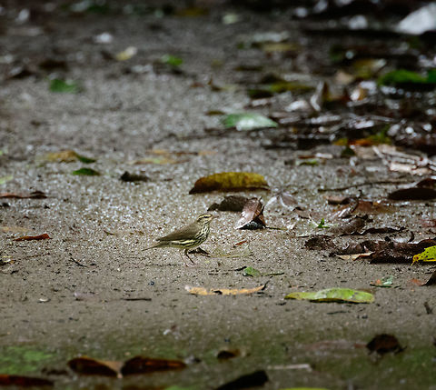 Northern waterthrush, Bahia Solano, Colombia  Bahia Solano,Bah&iacute;a Solano,Choco,Choc&oacute;,Colombia,Colombia Choco & Pacific region,Northern waterthrush,Parkesia noveboracensis,South America,World