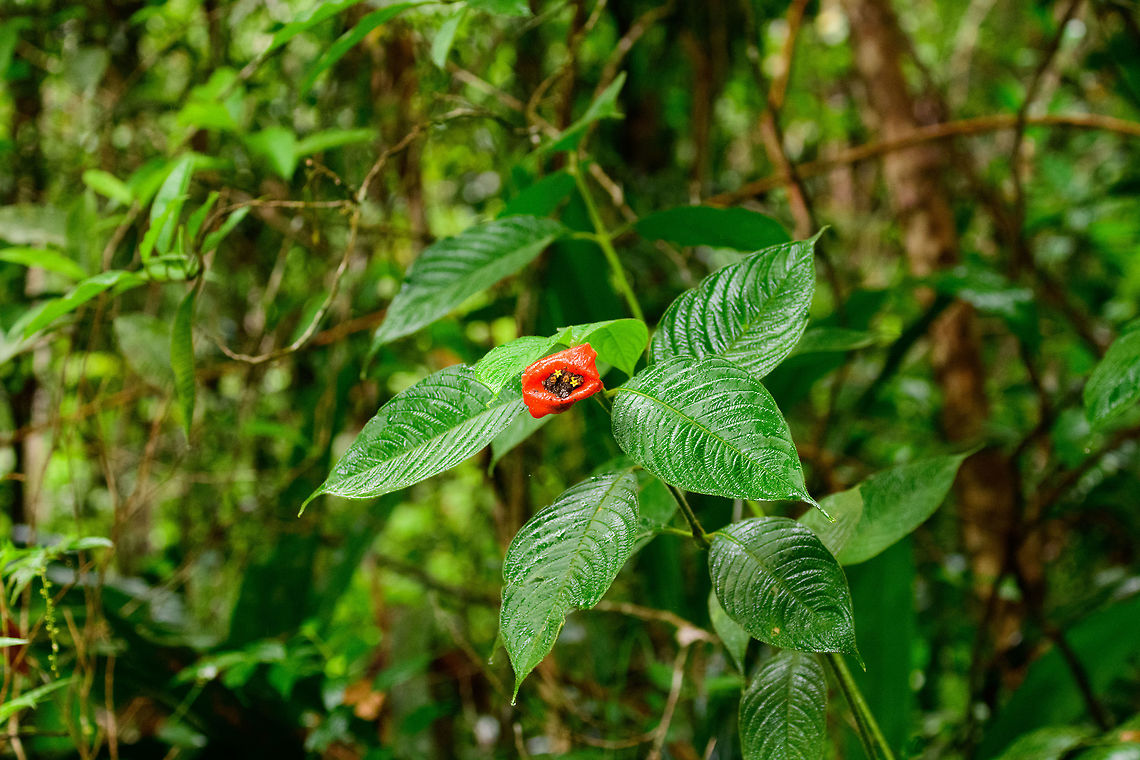 Psychotria elata, Bahia Solano, Colombia Listed as Cephaelis elata in a local species book, yet I believe it is a synonym for Psychotria elata. This plant has many common names, most referring to a woman's lips or kiss. The spanish local name is a bit racist, I think you can guess what it is. Bahia Solano,Bah&iacute;a Solano,Choco,Choc&oacute;,Colombia,Colombia Choco & Pacific region,Hot lips plant,Psychotria elata,South America,World