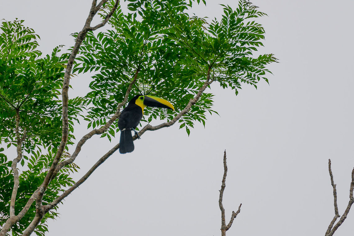 Choco toucan, Bahia Solano, Colombia We were on a nightmare hike of 12km on a level path, with deep pools of mud sucking in our boots every step. Amidst deafening rain that doesn't seem to stop ever. Seeing this awesome bird made it all worth it though :) Bahia Solano,Bah&iacute;a Solano,Choco,Choco toucan,Choc&oacute;,Colombia,Colombia Choco & Pacific region,Ramphastos brevis,South America,World