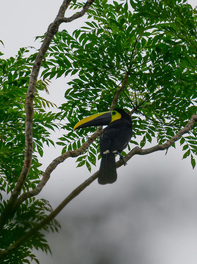 Choco toucan - side view, Bahia Solano, Colombia We were on a nightmare hike of 12km on a level path, with deep pools of mud sucking in our boots every step. Amidst deafening rain that doesn&#039;t seem to stop ever. Seeing this awesome bird made it all worth it though :)  Bahia Solano,Bahía Solano,Choco,Choco toucan,Chocó,Colombia,Colombia Choco & Pacific region,Fall,Geotagged,Ramphastos brevis,South America,World