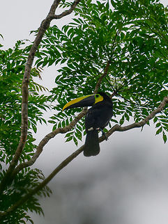 Choco toucan - side view, Bahia Solano, Colombia We were on a nightmare hike of 12km on a level path, with deep pools of mud sucking in our boots every step. Amidst deafening rain that doesn't seem to stop ever. Seeing this awesome bird made it all worth it though :)  Bahia Solano,Bah&iacute;a Solano,Choco,Choco toucan,Choc&oacute;,Colombia,Colombia Choco & Pacific region,Fall,Geotagged,Ramphastos brevis,South America,World