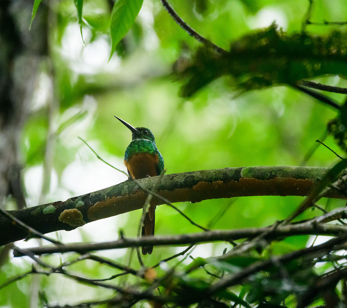 Rufous-tailed Jacamar, Bahia Solano, Colombia  Bahia Solano,Bah&iacute;a Solano,Choco,Choc&oacute;,Colombia,Colombia Choco & Pacific region,Fall,Galbula ruficauda,Geotagged,Rufous-tailed jacamar,South America,World