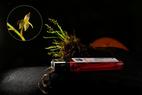 Platystele sp., Bahia Solano, Colombia Meet one of the world's smallest orchids. The genus Platystele is known for orchids with tiny flowers, and within the genus, this one has some of the smallest flowers. A single flower is a mere 2-3mm in size.
Taking this photo was horrible but also hilarious. We were in extremely heavy rain and I was sitting on the forest floor, two people holding umbrellas over my head whilst I tried to do a handheld shot of this absurdly small flower.  Bahia Solano,Bahía Solano,Choco,Chocó,Colombia,Colombia Choco & Pacific region,South America,World