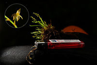 Platystele sp., Bahia Solano, Colombia Meet one of the world's smallest orchids. The genus Platystele is known for orchids with tiny flowers, and within the genus, this one has some of the smallest flowers. A single flower is a mere 2-3mm in size.<br />
Taking this photo was horrible but also hilarious. We were in extremely heavy rain and I was sitting on the forest floor, two people holding umbrellas over my head whilst I tried to do a handheld shot of this absurdly small flower.  Bahia Solano,Bah&iacute;a Solano,Choco,Choc&oacute;,Colombia,Colombia Choco & Pacific region,South America,World