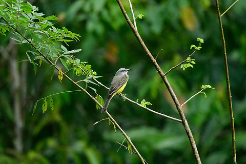 Tropical Kingbird in heavy rain, Bahia Solano, Colombia  Bahia Solano,Bahía Solano,Choco,Chocó,Colombia,Colombia Choco & Pacific region,Fall,Geotagged,South America,Tropical Kingbird,Tyrannus melancholicus,World