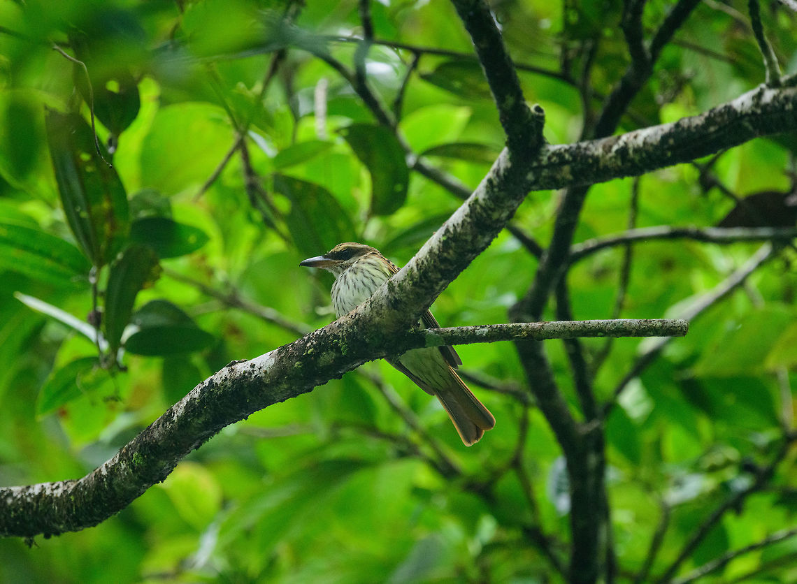 Streaked Flycatcher, Bahia Solano, Colombia  Bahia Solano,Bahía Solano,Choco,Chocó,Colombia,Colombia Choco & Pacific region,Fall,Geotagged,Myiodynastes maculatus,South America,Streaked flycatcher,World