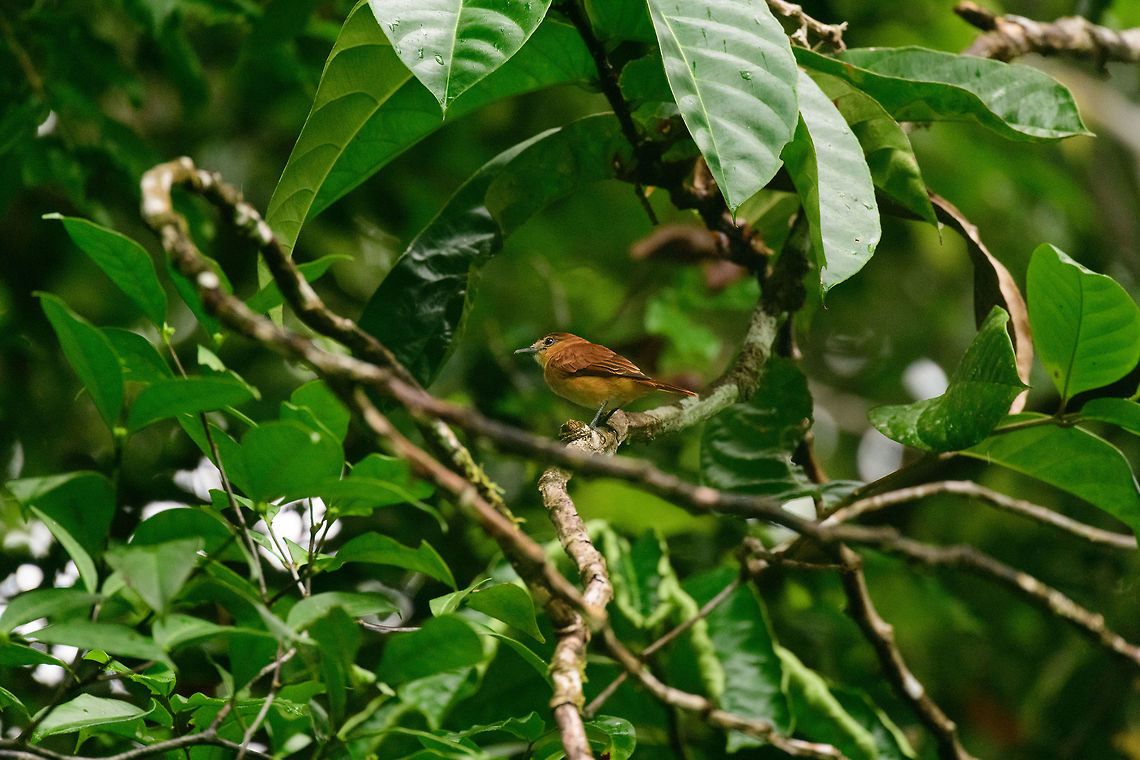 Cinnamon becard, Bahia Solano, Colombia  Bahia Solano,Bahía Solano,Choco,Chocó,Cinnamon becard,Colombia,Colombia Choco & Pacific region,Fall,Geotagged,Pachyramphus cinnamomeus,South America,World