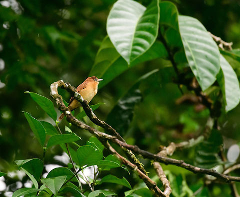 Cinnamon becard - side view, Bahia Solano, Colombia  Bahia Solano,Bahía Solano,Choco,Chocó,Cinnamon becard,Colombia,Colombia Choco & Pacific region,Fall,Geotagged,Pachyramphus cinnamomeus,South America,World