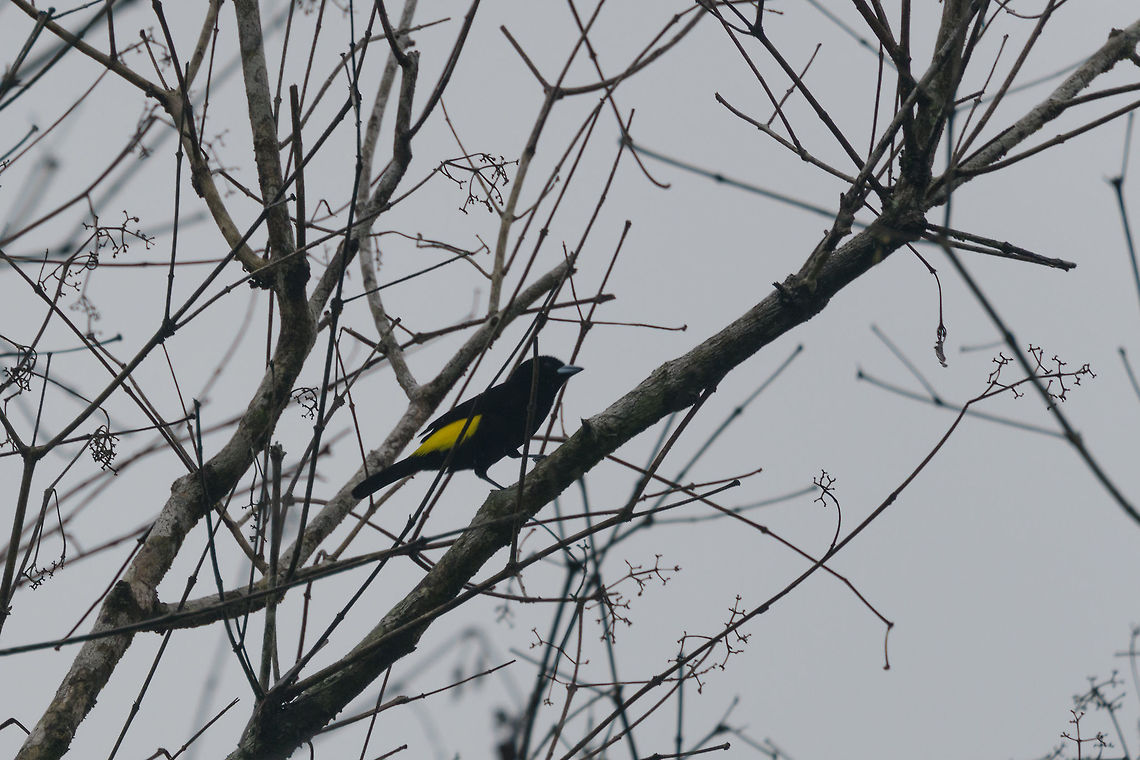 Lemon-rumped Tanager, Bahia Solano, Colombia Sorry for the poor shot, conditions were terrible this day. The Lemon-rumped Tanager is sometimes considered a sub species of the Flame-rumped Tanager, others consider it a separate species. To make matters more complicated, there's also hybrids. Bahia Solano,Bah&iacute;a Solano,Choco,Choc&oacute;,Colombia,Colombia Choco & Pacific region,Fall,Geotagged,Lemon-rumped Tanager,Ramphocelus icteronotus,South America,World