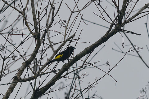Lemon-rumped Tanager, Bahia Solano, Colombia Sorry for the poor shot, conditions were terrible this day. The Lemon-rumped Tanager is sometimes considered a sub species of the Flame-rumped Tanager, others consider it a separate species. To make matters more complicated, there's also hybrids. Bahia Solano,Bah&iacute;a Solano,Choco,Choc&oacute;,Colombia,Colombia Choco & Pacific region,Fall,Geotagged,Lemon-rumped Tanager,Ramphocelus icteronotus,South America,World