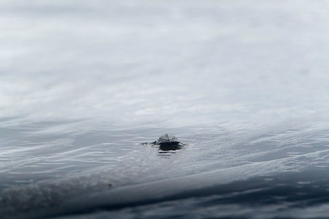 Olive ridley sea turtle, Bahia Solano, Colombia At the lodge in Bahia Solano, local volunteers search the beach every day for turtle eggs to prevent them from being eaten by stray dogs that roam the beach. Next, they are safely incubated in a guarded patch of sand within the garden of the lodge. As soon as these little cuties hatch, anybody can join in a release ceremony where they are release about 50m from the ocean, letting them go in on their own, yet not hampered by predators. 

https://vimeo.com/257195692 Bahia Solano,Bah&iacute;a Solano,Choco,Choc&oacute;,Colombia,Colombia Choco & Pacific region,Fall,Geotagged,Lepidochelys olivacea,Olive ridley sea turtle,South America,World