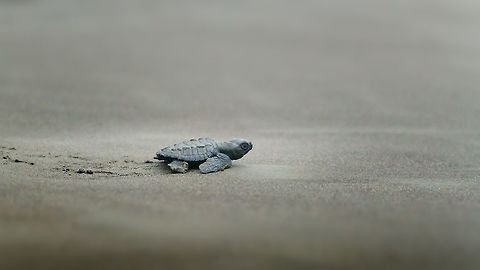 Olive ridley sea turtle - closeup, Bahia Solano, Colombia At the lodge in Bahia Solano, local volunteers search the beach every day for turtle eggs to prevent them from being eaten by stray dogs that roam the beach. Next, they are safely incubated in a guarded patch of sand within the garden of the lodge. As soon as these little cuties hatch, anybody can join in a release ceremony where they are release about 50m from the ocean, letting them go in on their own, yet not hampered by predators. 

https://vimeo.com/257195692 Bahia Solano,Bah&iacute;a Solano,Choco,Choc&oacute;,Colombia,Colombia Choco & Pacific region,Fall,Geotagged,Lepidochelys olivacea,Olive ridley sea turtle,South America,World