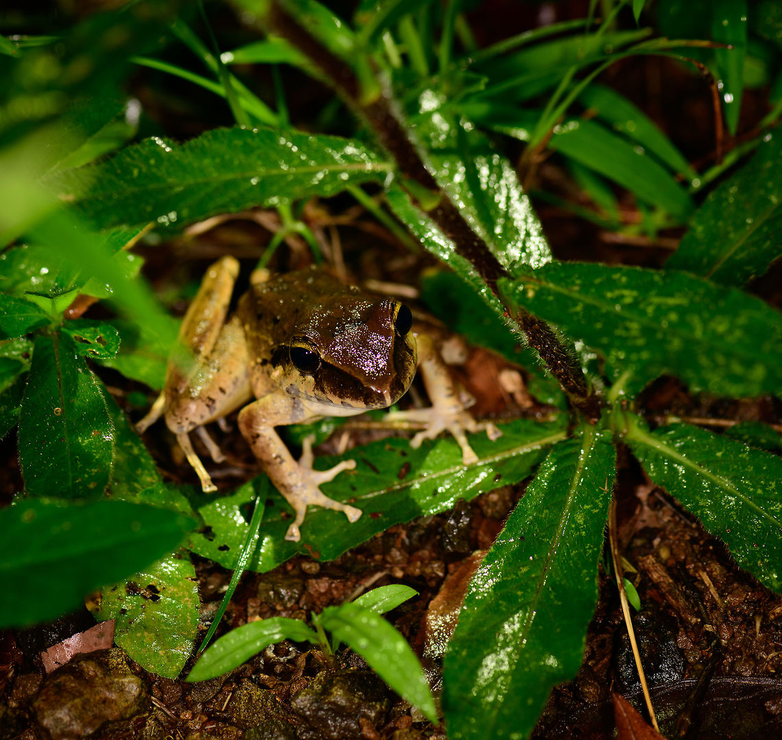 Unknown frog, Bahia Solano, Colombia Mid-sized, pointy head. Found at night. Bahia Solano,Bah&iacute;a Solano,Choco,Choc&oacute;,Colombia,Colombia Choco & Pacific region,South America,World