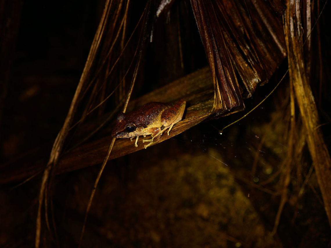 Reddish frog at night, Bahia Solano, Colombia Found at night. Bahia Solano,Bah&iacute;a Solano,Choco,Choc&oacute;,Colombia,Colombia Choco & Pacific region,South America,World