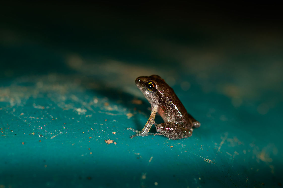 Micro frog, Bahia Solano, Colombia Incredibly tiny, about the size of a human nail. Found on a water tank behind the lodge in Bahia Solano. Bahia Solano,Bahía Solano,Choco,Chocó,Colombia,Colombia Choco & Pacific region,Fall,Geotagged,South America,World