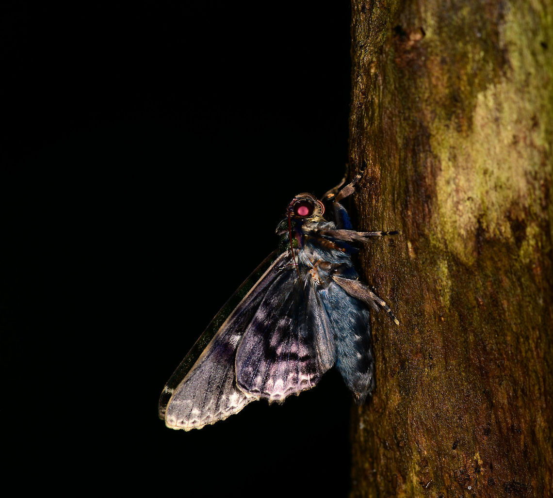 Large blue moth, Bahia Solano, Colombia I remember it as very large, about 8-10cm.  Bahia Solano,Bahía Solano,Choco,Chocó,Colombia,Colombia Choco & Pacific region,Fall,Geotagged,South America,World