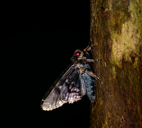 Large blue moth, Bahia Solano, Colombia I remember it as very large, about 8-10cm.  Bahia Solano,Bahía Solano,Choco,Chocó,Colombia,Colombia Choco & Pacific region,Fall,Geotagged,South America,World