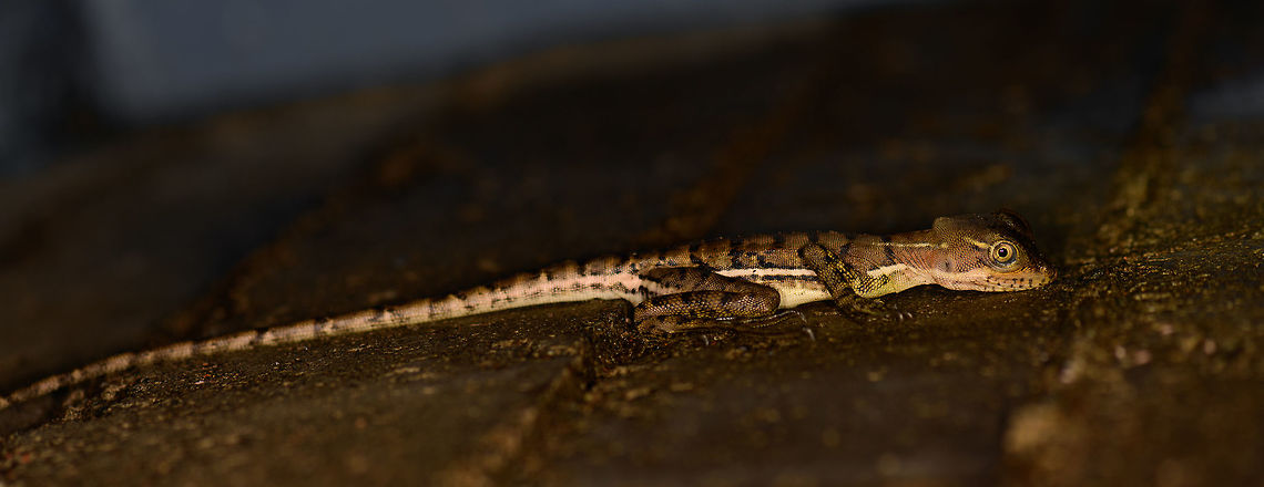 Female Basilisk, Bahia Solano, Colombia My notes only say &quot;female basilisk&quot; without mentioning the specific species. Visually it looks most like the female of the common Basilisk, and I identified it as such. I could be wrong though, at this area is full of western basilisks. As far as I can tell, the female of the western basilisk looks different. Bahia Solano,Bahía Solano,Basiliscus basiliscus,Choco,Chocó,Colombia,Colombia Choco & Pacific region,Common Basilisk,South America,World