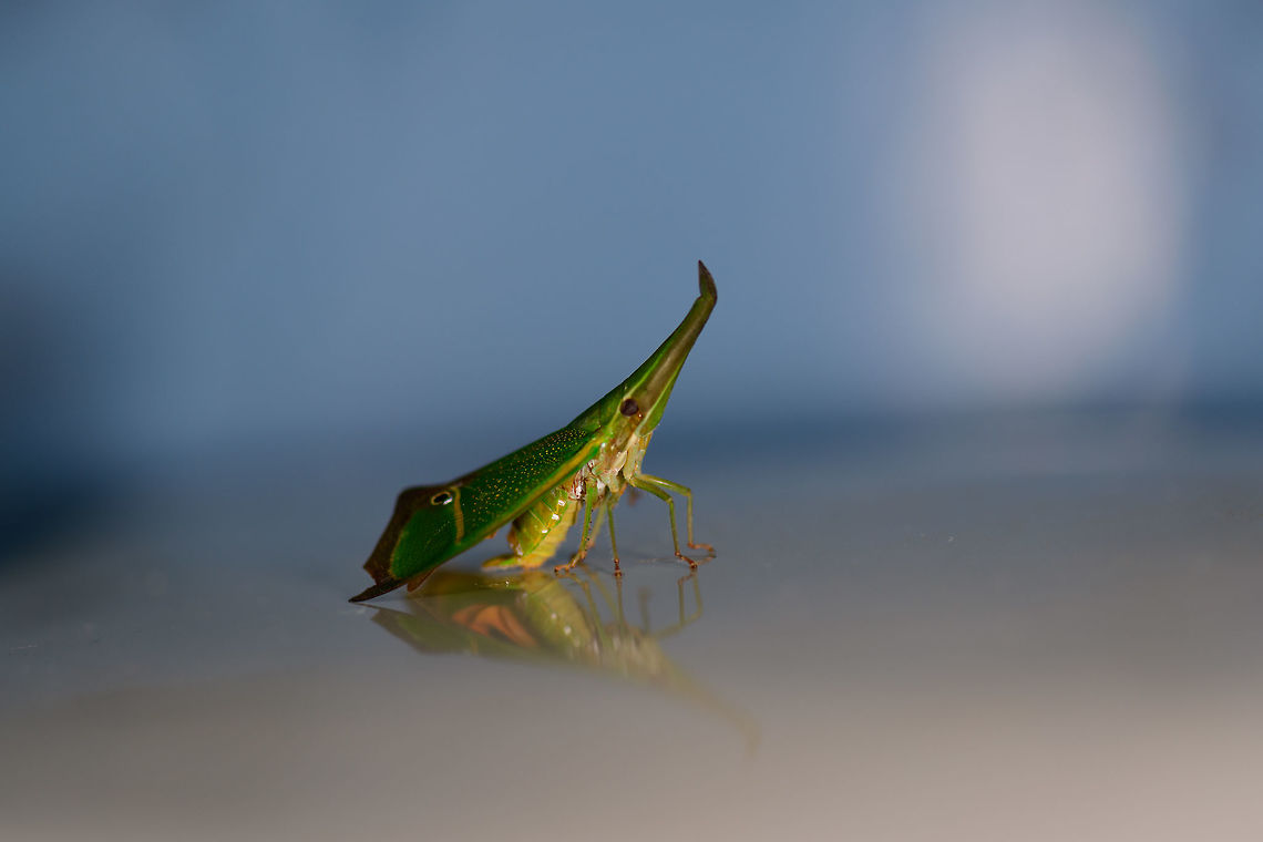 Big green Lantern bug, Bahia Solano One of the most beautiful insects found on our trip was found on our toilet, after I got out of the (freezing) shower. I'll spare you other details. Bahia Solano,Bah&iacute;a Solano,Choco,Choc&oacute;,Colombia,Colombia Choco & Pacific region,Odontoptera carrenoi,South America,World