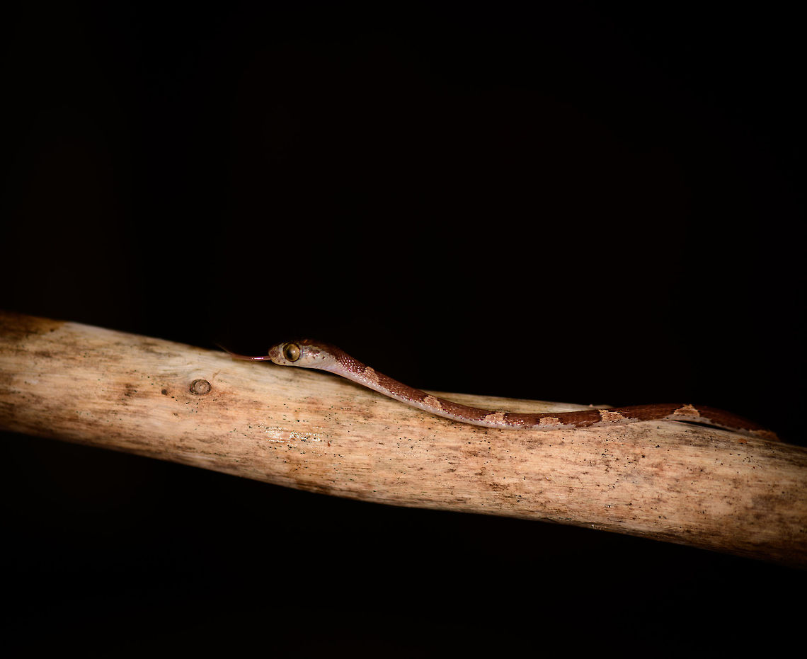Blunt-headed Tree Snake, Bahia Solano, Colombia Found during a night tour in Bahia Solano. Our guide Manuel picked it from the tree up onto a stick. However, this snake is so fast and thin that I found it impossible to photograph. Hence, we took the stick with snake into a vacant lodge and tried our luck there. A fun and acrobatic tour it was, with the snake constantly moving to the other end of the stick. <br />
<br />
These are specialized lizard killers. Lizards that sleep at night strategically position themselves so that any movement of the plant alerts them. This snake completely bypasses that as it can stretch over half of its very lengthy body in mid-air, not touching the plant at all. Bahia Solano,Bahía Solano,Choco,Chocó,Colombia,Colombia Choco & Pacific region,Common Blunt-headed Tree Snake,Imantodes cenchoa,South America,World