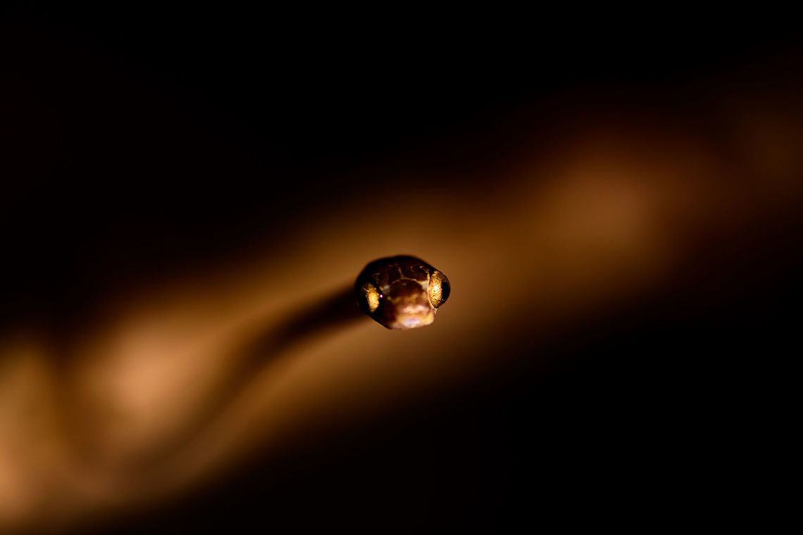 Blunt-headed Tree Snake - closeup, Bahia Solano, Colombia Found during a night tour in Bahia Solano. Our guide Manuel picked it from the tree up onto a stick. However, this snake is so fast and thin that I found it impossible to photograph. Hence, we took the stick with snake into a vacant lodge and tried our luck there. A fun and acrobatic tour it was, with the snake constantly moving to the other end of the stick.<br />
<br />
These are specialized lizard killers. Lizards that sleep at night strategically position themselves so that any movement of the plant alerts them. This snake completely bypasses that as it can stretch over half of its very lengthy body in mid-air, not touching the plant at all.  Bahia Solano,Bah&iacute;a Solano,Choco,Choc&oacute;,Colombia,Colombia Choco & Pacific region,Common Blunt-headed Tree Snake,Fall,Geotagged,Imantodes cenchoa,South America,World