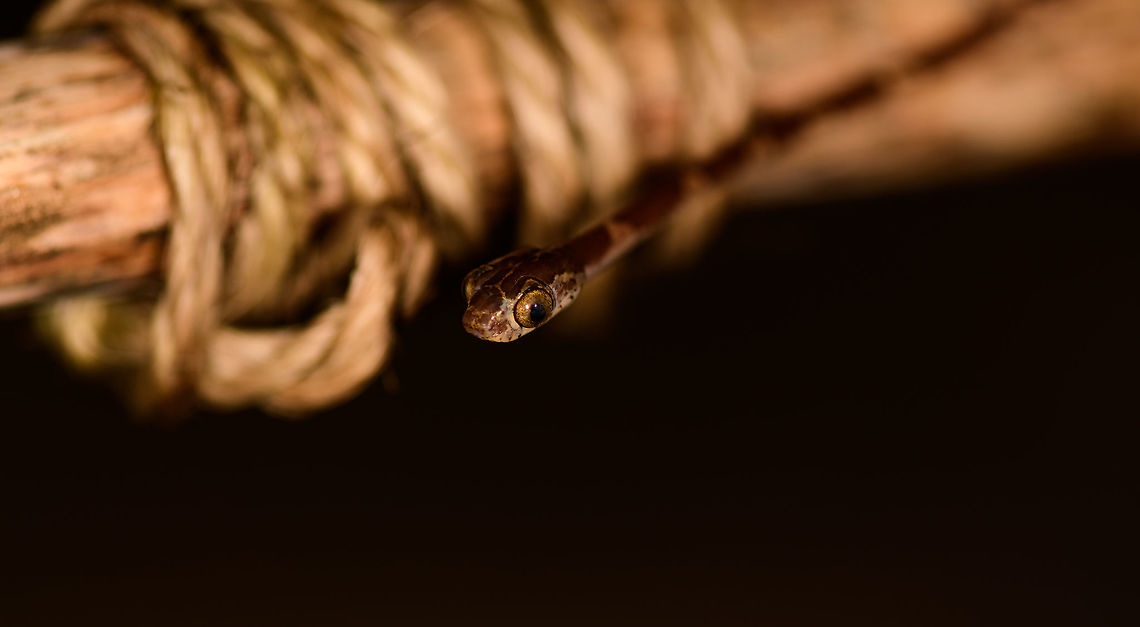 Blunt-headed Tree Snake - closeup II, Bahia Solano, Colombia Found during a night tour in Bahia Solano. Our guide Manuel picked it from the tree up onto a stick. However, this snake is so fast and thin that I found it impossible to photograph. Hence, we took the stick with snake into a vacant lodge and tried our luck there. A fun and acrobatic tour it was, with the snake constantly moving to the other end of the stick.<br />
<br />
These are specialized lizard killers. Lizards that sleep at night strategically position themselves so that any movement of the plant alerts them. This snake completely bypasses that as it can stretch over half of its very lengthy body in mid-air, not touching the plant at all.  Bahia Solano,Bah&iacute;a Solano,Choco,Choc&oacute;,Colombia,Colombia Choco & Pacific region,Common Blunt-headed Tree Snake,Fall,Geotagged,Imantodes cenchoa,South America,World