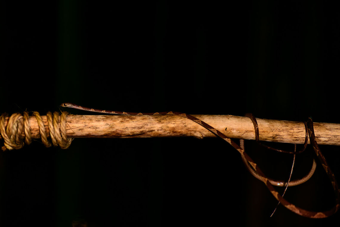 Blunt-headed Tree Snake - full body shot, Bahia Solano, Colombia Found during a night tour in Bahia Solano. Our guide Manuel picked it from the tree up onto a stick. However, this snake is so fast and thin that I found it impossible to photograph. Hence, we took the stick with snake into a vacant lodge and tried our luck there. A fun and acrobatic tour it was, with the snake constantly moving to the other end of the stick.<br />
<br />
These are specialized lizard killers. Lizards that sleep at night strategically position themselves so that any movement of the plant alerts them. This snake completely bypasses that as it can stretch over half of its very lengthy body in mid-air, not touching the plant at all.  Bahia Solano,Bahía Solano,Choco,Chocó,Colombia,Colombia Choco & Pacific region,Common Blunt-headed Tree Snake,Fall,Geotagged,Imantodes cenchoa,South America,World
