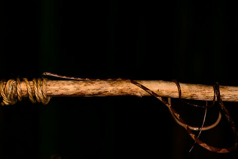 Blunt-headed Tree Snake - full body shot, Bahia Solano, Colombia Found during a night tour in Bahia Solano. Our guide Manuel picked it from the tree up onto a stick. However, this snake is so fast and thin that I found it impossible to photograph. Hence, we took the stick with snake into a vacant lodge and tried our luck there. A fun and acrobatic tour it was, with the snake constantly moving to the other end of the stick.

These are specialized lizard killers. Lizards that sleep at night strategically position themselves so that any movement of the plant alerts them. This snake completely bypasses that as it can stretch over half of its very lengthy body in mid-air, not touching the plant at all.  Bahia Solano,Bah&iacute;a Solano,Choco,Choc&oacute;,Colombia,Colombia Choco & Pacific region,Common Blunt-headed Tree Snake,Fall,Geotagged,Imantodes cenchoa,South America,World