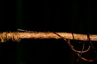Blunt-headed Tree Snake - full body shot, Bahia Solano, Colombia Found during a night tour in Bahia Solano. Our guide Manuel picked it from the tree up onto a stick. However, this snake is so fast and thin that I found it impossible to photograph. Hence, we took the stick with snake into a vacant lodge and tried our luck there. A fun and acrobatic tour it was, with the snake constantly moving to the other end of the stick.<br />
<br />
These are specialized lizard killers. Lizards that sleep at night strategically position themselves so that any movement of the plant alerts them. This snake completely bypasses that as it can stretch over half of its very lengthy body in mid-air, not touching the plant at all.  Bahia Solano,Bah&iacute;a Solano,Choco,Choc&oacute;,Colombia,Colombia Choco & Pacific region,Common Blunt-headed Tree Snake,Fall,Geotagged,Imantodes cenchoa,South America,World