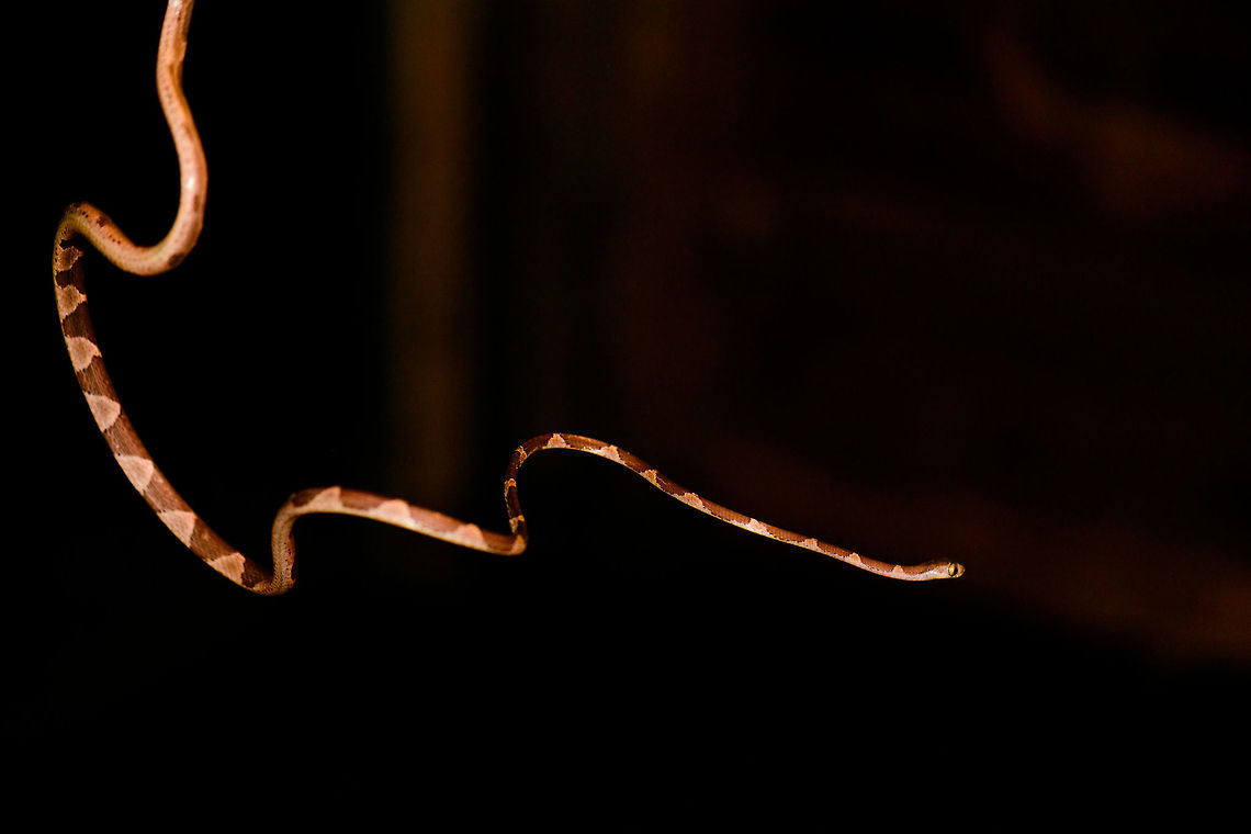 Blunt-headed Tree Snake - hunting position, Bahia Solano, Colombia Found during a night tour in Bahia Solano. Our guide Manuel picked it from the tree up onto a stick. However, this snake is so fast and thin that I found it impossible to photograph. Hence, we took the stick with snake into a vacant lodge and tried our luck there. A fun and acrobatic tour it was, with the snake constantly moving to the other end of the stick.<br />
<br />
These are specialized lizard killers. Lizards that sleep at night strategically position themselves so that any movement of the plant alerts them. This snake completely bypasses that as it can stretch over half of its very lengthy body in mid-air, not touching the plant at all.  Bahia Solano,Bah&iacute;a Solano,Choco,Choc&oacute;,Colombia,Colombia Choco & Pacific region,Common Blunt-headed Tree Snake,Fall,Geotagged,Imantodes cenchoa,South America,World