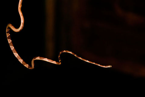 Blunt-headed Tree Snake - hunting position, Bahia Solano, Colombia Found during a night tour in Bahia Solano. Our guide Manuel picked it from the tree up onto a stick. However, this snake is so fast and thin that I found it impossible to photograph. Hence, we took the stick with snake into a vacant lodge and tried our luck there. A fun and acrobatic tour it was, with the snake constantly moving to the other end of the stick.

These are specialized lizard killers. Lizards that sleep at night strategically position themselves so that any movement of the plant alerts them. This snake completely bypasses that as it can stretch over half of its very lengthy body in mid-air, not touching the plant at all.  Bahia Solano,Bahía Solano,Choco,Chocó,Colombia,Colombia Choco & Pacific region,Common Blunt-headed Tree Snake,Fall,Geotagged,Imantodes cenchoa,South America,World