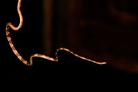 Blunt-headed Tree Snake - hunting position, Bahia Solano, Colombia Found during a night tour in Bahia Solano. Our guide Manuel picked it from the tree up onto a stick. However, this snake is so fast and thin that I found it impossible to photograph. Hence, we took the stick with snake into a vacant lodge and tried our luck there. A fun and acrobatic tour it was, with the snake constantly moving to the other end of the stick.<br />
<br />
These are specialized lizard killers. Lizards that sleep at night strategically position themselves so that any movement of the plant alerts them. This snake completely bypasses that as it can stretch over half of its very lengthy body in mid-air, not touching the plant at all.  Bahia Solano,Bah&iacute;a Solano,Choco,Choc&oacute;,Colombia,Colombia Choco & Pacific region,Common Blunt-headed Tree Snake,Fall,Geotagged,Imantodes cenchoa,South America,World