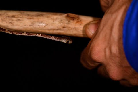 Blunt-headed Tree Snake - stick handling, Bahia Solano, Colombia Found during a night tour in Bahia Solano. Our guide Manuel picked it from the tree up onto a stick. However, this snake is so fast and thin that I found it impossible to photograph. Hence, we took the stick with snake into a vacant lodge and tried our luck there. A fun and acrobatic tour it was, with the snake constantly moving to the other end of the stick.

These are specialized lizard killers. Lizards that sleep at night strategically position themselves so that any movement of the plant alerts them. This snake completely bypasses that as it can stretch over half of its very lengthy body in mid-air, not touching the plant at all.  Bahia Solano,Bahía Solano,Choco,Chocó,Colombia,Colombia Choco & Pacific region,Common Blunt-headed Tree Snake,Fall,Geotagged,Imantodes cenchoa,South America,World