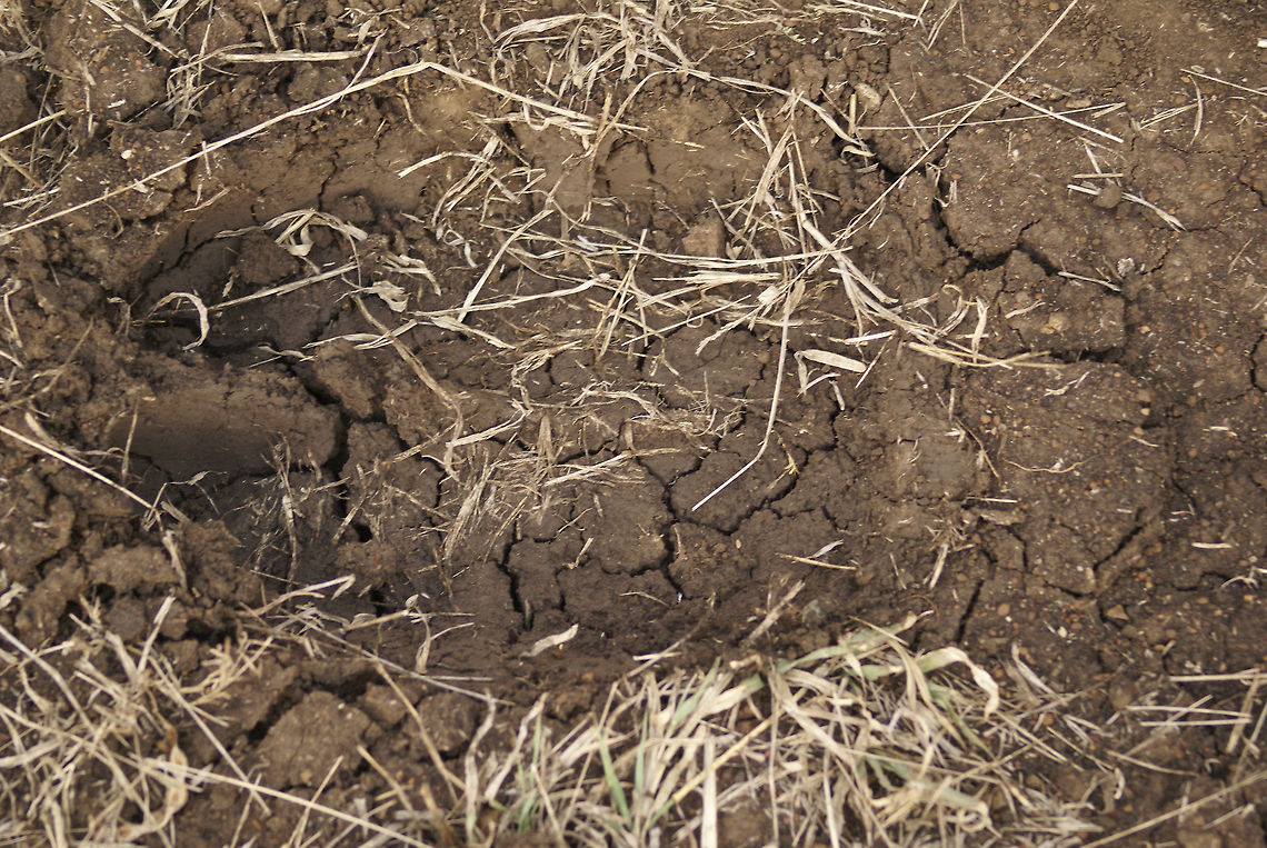 Giraffe footprint Top view of a giraffe footprint in Hluwehluwe National Park, South Africa. Footprint,Giraffa camelopardalis,Giraffe,South Africa