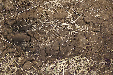 Giraffe footprint Top view of a giraffe footprint in Hluwehluwe National Park, South Africa. Footprint,Giraffa camelopardalis,Giraffe,South Africa