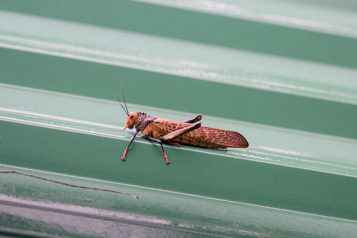 Huge orange grasshopper, Utria National Park After a very wet 40 min boat fair from Bahia Solano&#039;s beach, we arrived in Utria National Park under constant heavy rain. This place is so incredibly moist that my lens kept fogging from the inside, frustrating me to no end. The rain is so heavy that its truly deafening, like somebody constantly drumming into your ears. <br />
<br />
Anyway, first one in the set for this day is this giant orange grasshopper found at the roof of the restaurant inside the park. I estimate this one as well over 10cm. Identification is an educated guess. I found a few solid visual matches, the genus is known for its large size species, and the distribution matches. Choco,Chocó,Colombia,Colombia Choco & Pacific region,South America,Tropidacris cristata,Utria National Natural Park,Utría National Natural Park,World