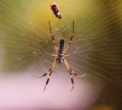 Golden orb-web spider, Utria National Park, Colombia  Choco,Choc&oacute;,Colombia,Colombia Choco & Pacific region,Nephila clavipes,South America,Utria National Natural Park,Utr&iacute;a National Natural Park,World