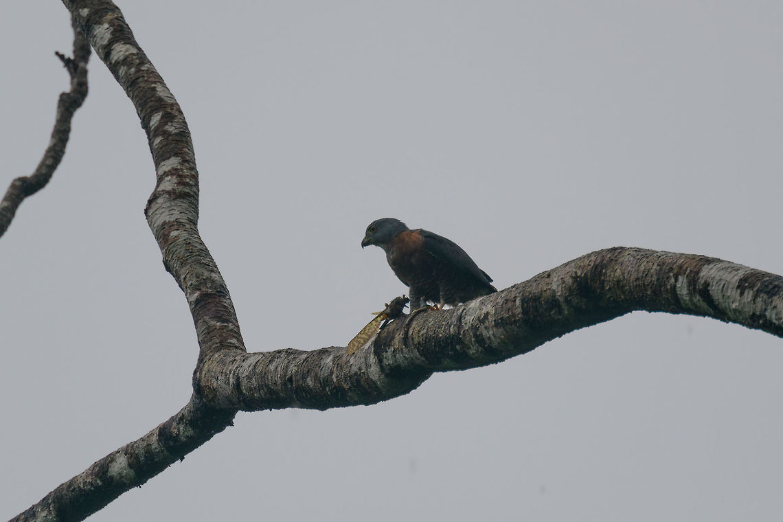 Double-toothed kite, Utria National Park, Colombia Sorry for the poor shot, major rain and fog problems on this day. This double-toothed kite was found in the mangrove area of Utria National Park, feeding on a huge insect. From the looks of it, it&#039;s feeding on this:<br />
<figure class="photo"><a href="https://www.jungledragon.com/image/57722/huge_orange_grasshopper_utria_national_park.html" title="Huge orange grasshopper, Utria National Park"><img src="https://s3.amazonaws.com/media.jungledragon.com/images/2/57722_thumb.jpg?AWSAccessKeyId=05GMT0V3GWVNE7GGM1R2&Expires=1759968010&Signature=Xay2IsB353YIn%2FoCmYm%2Fc7sycmo%3D" width="200" height="134" alt="Huge orange grasshopper, Utria National Park After a very wet 40 min boat fair from Bahia Solano&#039;s beach, we arrived in Utria National Park under constant heavy rain. This place is so incredibly moist that my lens kept fogging from the inside, frustrating me to no end. The rain is so heavy that its truly deafening, like somebody constantly drumming into your ears. <br />
<br />
Anyway, first one in the set for this day is this giant orange grasshopper found at the roof of the restaurant inside the park. I estimate this one as well over 10cm. Identification is an educated guess. I found a few solid visual matches, the genus is known for its large size species, and the distribution matches. Choco,Choc&oacute;,Colombia,Colombia Choco &amp; Pacific region,South America,Tropidacris cristata,Utria National Natural Park,Utr&iacute;a National Natural Park,World" /></a></figure> Choco,Chocó,Colombia,Colombia Choco & Pacific region,Double-toothed kite,Harpagus bidentatus,South America,Utria National Natural Park,Utría National Natural Park,World