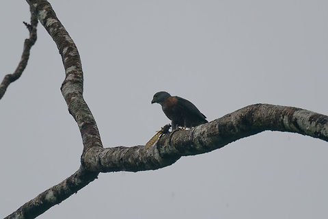 Double-toothed kite, Utria National Park, Colombia Sorry for the poor shot, major rain and fog problems on this day. This double-toothed kite was found in the mangrove area of Utria National Park, feeding on a huge insect. From the looks of it, it's feeding on this:
https://www.jungledragon.com/image/57722/huge_orange_grasshopper_utria_national_park.html Choco,Chocó,Colombia,Colombia Choco & Pacific region,Double-toothed kite,Harpagus bidentatus,South America,Utria National Natural Park,Utría National Natural Park,World