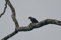 Double-toothed kite, Utria National Park, Colombia Sorry for the poor shot, major rain and fog problems on this day. This double-toothed kite was found in the mangrove area of Utria National Park, feeding on a huge insect. From the looks of it, it's feeding on this:<br />
https://www.jungledragon.com/image/57722/huge_orange_grasshopper_utria_national_park.html Choco,Choc&oacute;,Colombia,Colombia Choco & Pacific region,Double-toothed kite,Harpagus bidentatus,South America,Utria National Natural Park,Utr&iacute;a National Natural Park,World