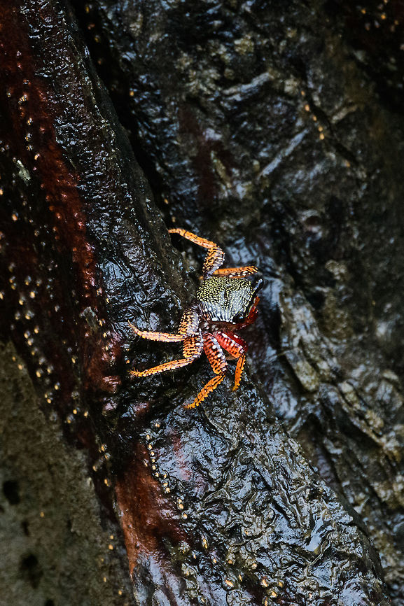 Mangrove Crab, Utria National Park, Colombia  Choco,Choc&oacute;,Colombia,Colombia Choco & Pacific region,Fall,Geotagged,Goniopsis cruentata,Mangrove root crab,South America,Utria National Natural Park,Utr&iacute;a National Natural Park,World