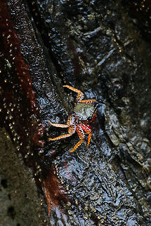 Mangrove Crab, Utria National Park, Colombia  Choco,Choc&oacute;,Colombia,Colombia Choco & Pacific region,Fall,Geotagged,Goniopsis cruentata,Mangrove root crab,South America,Utria National Natural Park,Utr&iacute;a National Natural Park,World