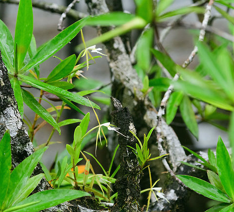 Night Fragrant Epidendrum, Utria National Park, Colombia  Choco,Chocó,Colombia,Colombia Choco & Pacific region,Epidendrum  nocturnum,Epidendrum nocturnum,Fall,Geotagged,South America,Utria National Natural Park,Utría National Natural Park,World