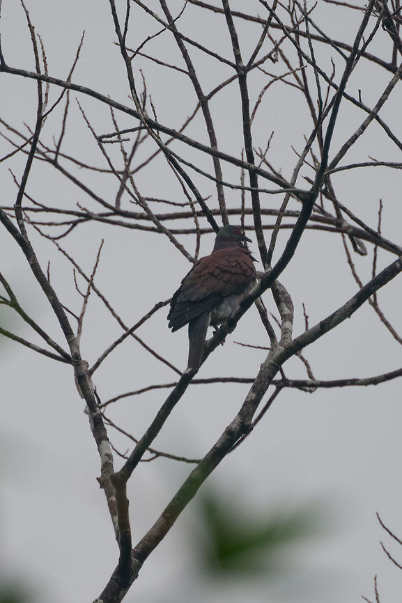Dusky Pigeon, Utria National Park, Colombia In the streaming rain, against the light, far away, but hey...a species is a species. Choco,Choc&oacute;,Colombia,Colombia Choco & Pacific region,Dusky pigeon,Fall,Geotagged,Patagioenas goodsoni,South America,Utria National Natural Park,Utr&iacute;a National Natural Park,World