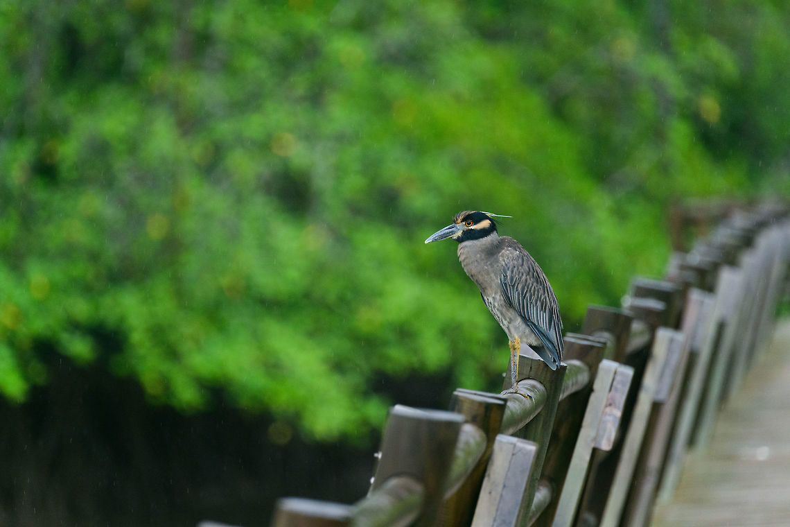 Yellow-crowned Night Heron, Utria, Colombia Stationary on the mangrove bridge of Utria National Park, Colombia. Choco,Chocó,Colombia,Colombia Choco & Pacific region,Fall,Geotagged,Nyctanassa violacea,South America,Utria National Natural Park,Utría National Natural Park,World,Yellow-crowned night heron