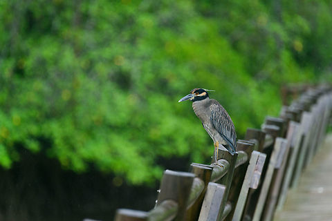 Yellow-crowned Night Heron, Utria, Colombia Stationary on the mangrove bridge of Utria National Park, Colombia. Choco,Choc&oacute;,Colombia,Colombia Choco & Pacific region,Fall,Geotagged,Nyctanassa violacea,South America,Utria National Natural Park,Utr&iacute;a National Natural Park,World,Yellow-crowned night heron