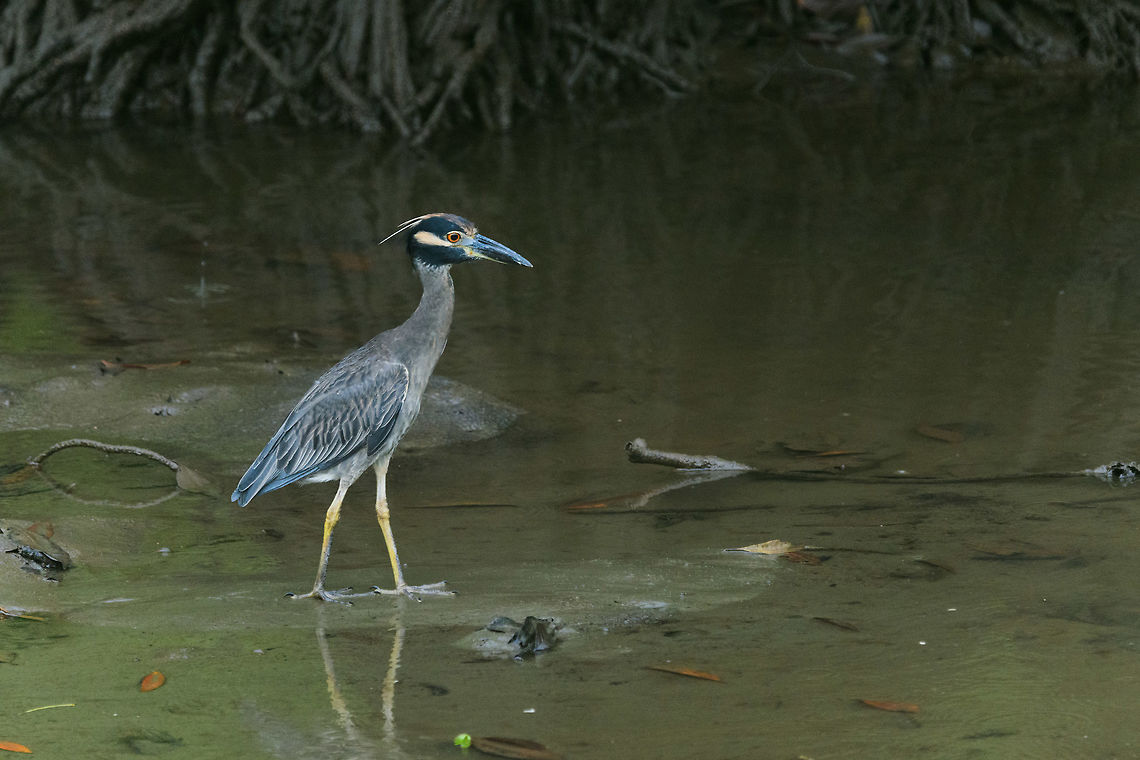 Yellow-crowned Night Heron in mangroves, Utria, Colombia  Choco,Choc&oacute;,Colombia,Colombia Choco & Pacific region,Fall,Geotagged,Nyctanassa violacea,South America,Utria National Natural Park,Utr&iacute;a National Natural Park,World,Yellow-crowned night heron