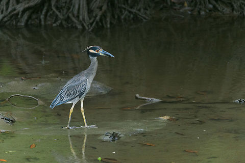 Yellow-crowned Night Heron in mangroves, Utria, Colombia  Choco,Choc&oacute;,Colombia,Colombia Choco & Pacific region,Fall,Geotagged,Nyctanassa violacea,South America,Utria National Natural Park,Utr&iacute;a National Natural Park,World,Yellow-crowned night heron