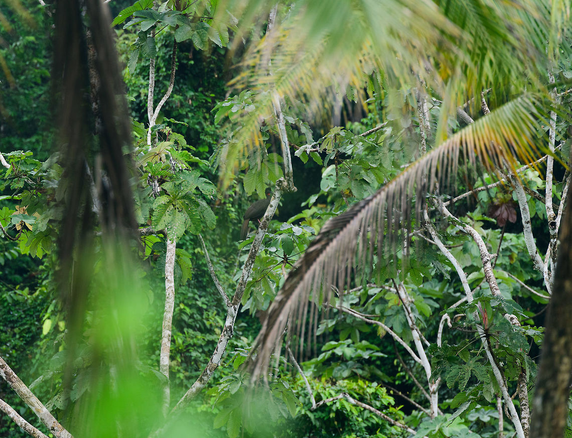 Baud&oacute; guan, Utria National Park, Colombia The remote photo does this bird no justice, but I'm very happy with the find. This bird has a relatively small range in which it is threatened. In this part, Choc&oacute;, it has almost entirely disappeared. Baud&oacute; guan,Choco,Choc&oacute;,Colombia,Colombia Choco & Pacific region,Fall,Geotagged,Penelope ortoni,South America,Utria National Natural Park,Utr&iacute;a National Natural Park,World